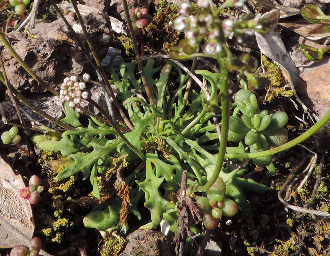 Teesdalia coronopifolia / Teesdalia con foglie di coronopo